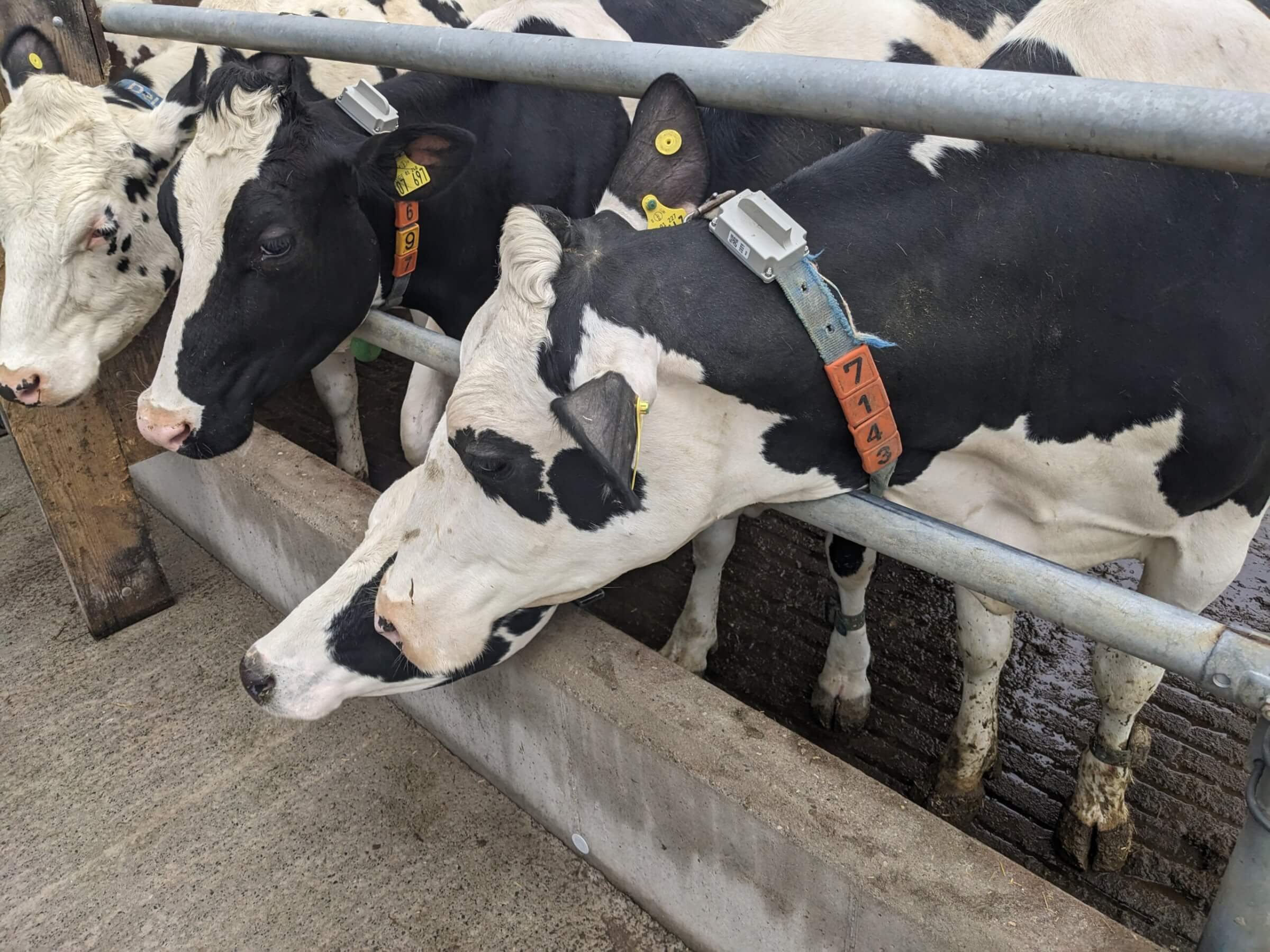 Publicly Funded R&D Projects 3 Cows with Beacon