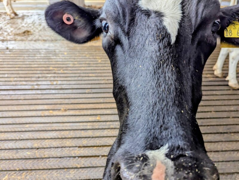 DigiHerde 1 Cow with ear tags in a barn