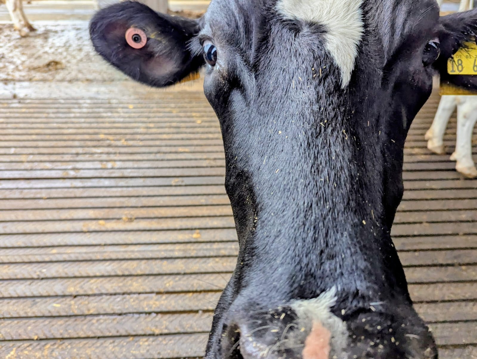 Publicly Funded R&D Projects 2 Cow with ear tags in a barn